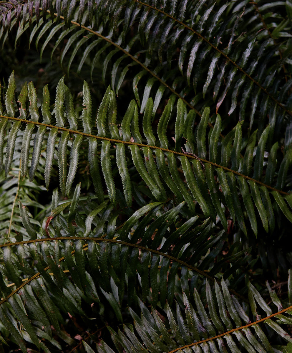 ザ ビッグ ヘビー ティーシャツ