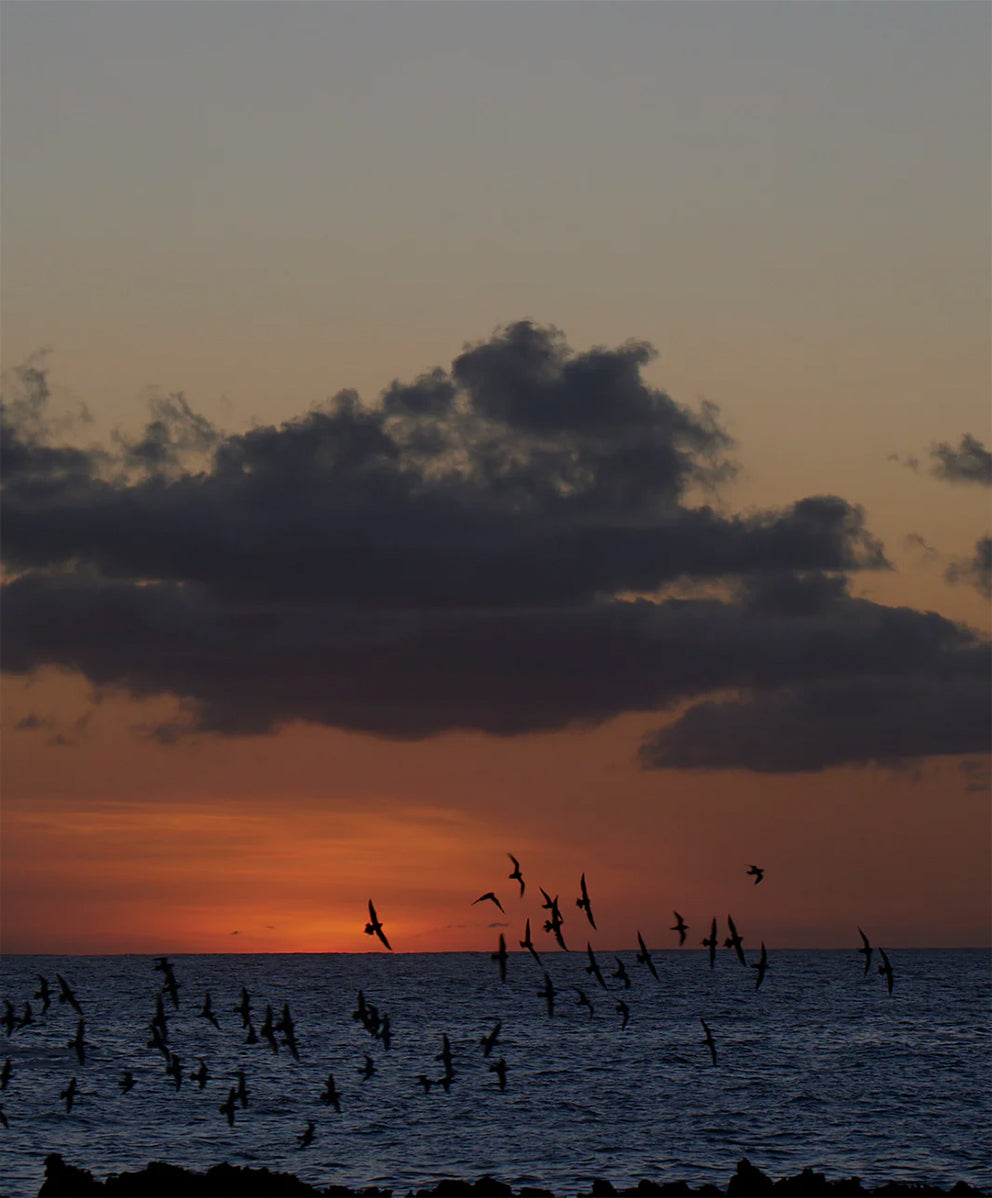 ＜SALE＞トランジショナル フランネル シャツ