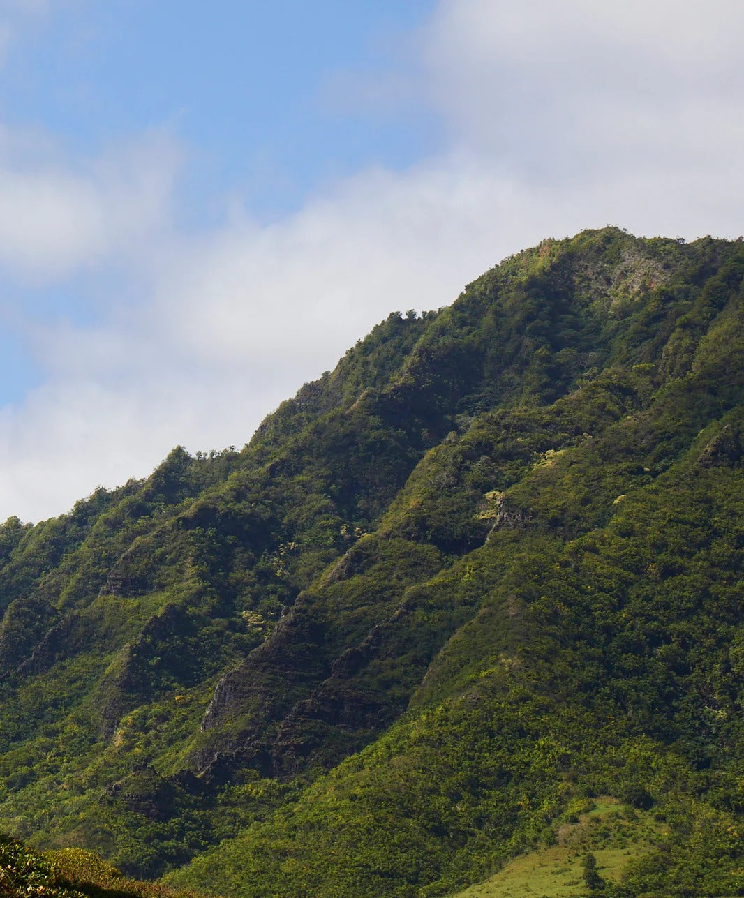 ＜SALE＞エイペックス スイムトランクス バイ ケリー・スレーター