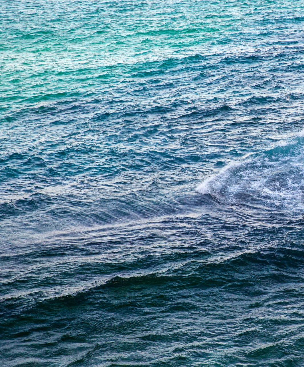 ＜SALE＞ハイタイド スウェット ショートパンツ